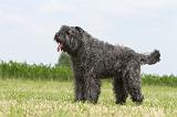 BOUVIER DES FLANDRES 059